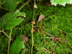 Lasioptera rubi