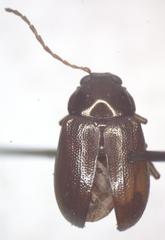 Euphrytus intermedius