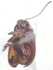 Euphrytus intermedius