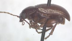 Euphrytus intermedius