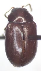 Euphrytus intermedius