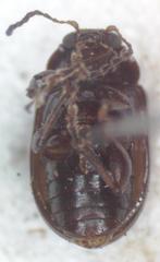 Euphrytus intermedius