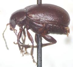 Euphrytus intermedius
