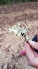 Parmotrema hypoleucinum