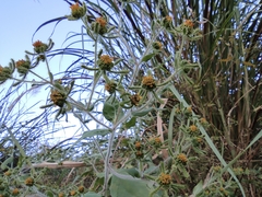 Sigesbeckia pubescens
