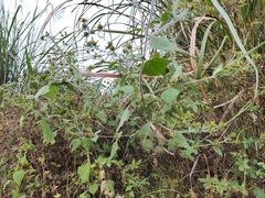 Sigesbeckia pubescens