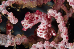 Hippocampus bargibanti