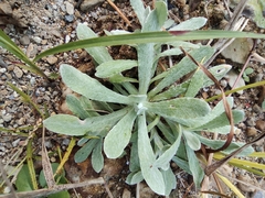 Pseudognaphalium affine