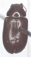 Euphrytus intermedius