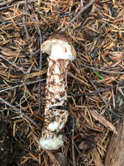Tricholoma dulciolens