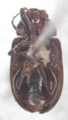 Euphrytus intermedius