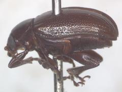 Euphrytus intermedius