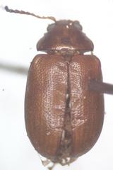 Euphrytus intermedius