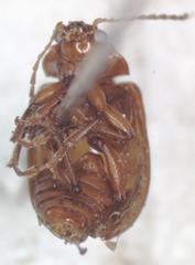 Euphrytus intermedius