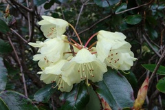 Rhododendron campylocarpum