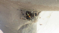 Phidippus audax