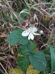 Rubus fruticosus
