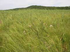 Pedicularis grandiflora