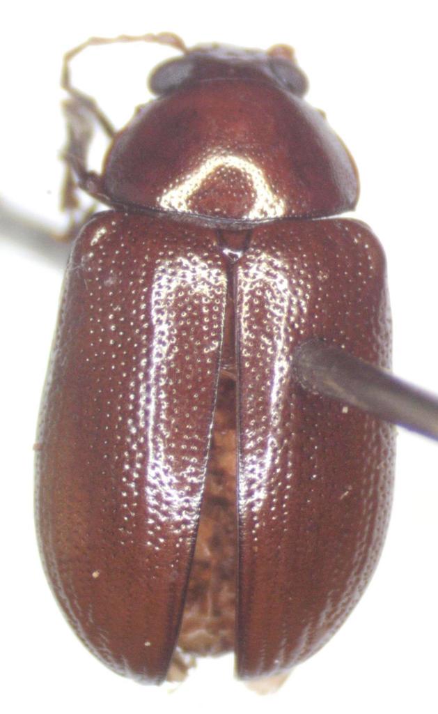 Euphrytus