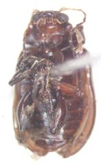 Euphrytus intermedius