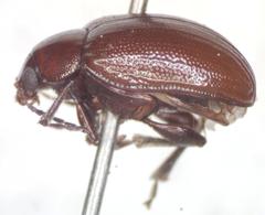 Euphrytus intermedius