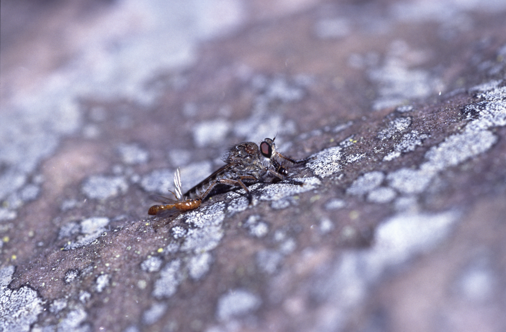 Promachus amastrus