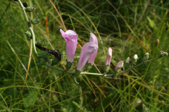 Pedicularis grandiflora