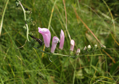 Pedicularis grandiflora
