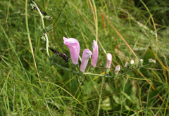 Pedicularis grandiflora