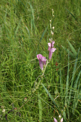 Pedicularis grandiflora