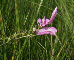 Pedicularis grandiflora