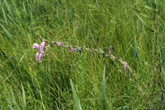 Pedicularis grandiflora