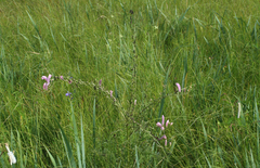 Pedicularis grandiflora