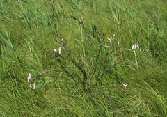 Pedicularis grandiflora