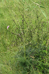 Pedicularis grandiflora