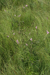 Pedicularis grandiflora