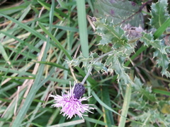 Cirsium arvense