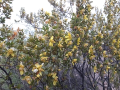 Larrea cuneifolia