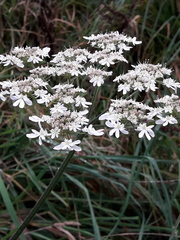 Heracleum sphondylium