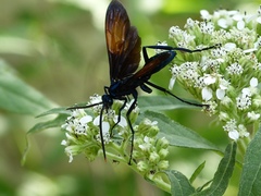 Pepsis grossa