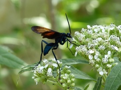 Pepsis grossa