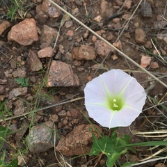 Ipomoea thurberi