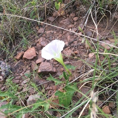 Ipomoea thurberi