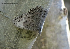 Hamadryas glauconome