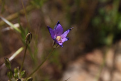 Brodiaea kinkiensis