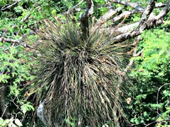 Tillandsia juncea
