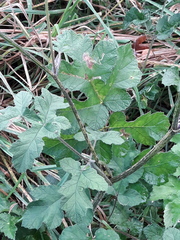 Heracleum sphondylium