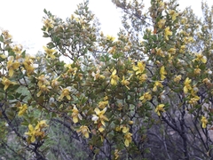 Larrea cuneifolia