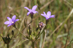 Brodiaea kinkiensis