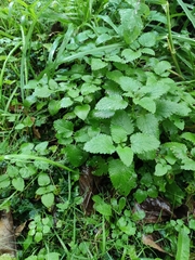 Lamium maculatum
